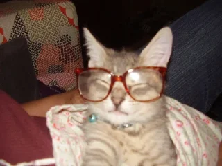 Sticker from Котики в очках