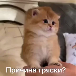 🤩 emoji @S_u_b_a_r_u_1 милые животные Telegram sticker 15 of 110