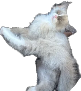 🦁 emoji Мистер Лео Telegram sticker 7 of 23