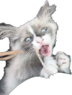 🥴 emoji Мистер Лео Telegram sticker 9 of 23