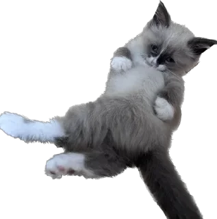 🤨 emoji Мистер Лео Telegram sticker 14 of 23