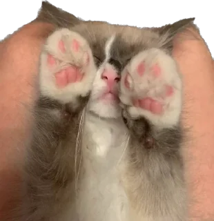 🙈 emoji Мистер Лео Telegram sticker 6 of 23