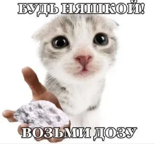 🌟 emoji наглые котики:@Crazy7_Mega7_Hell1984 Telegram sticker 10 of 76