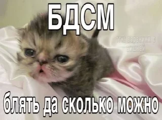 🌟 emoji наглые котики:@Crazy7_Mega7_Hell1984 Telegram sticker 18 of 76