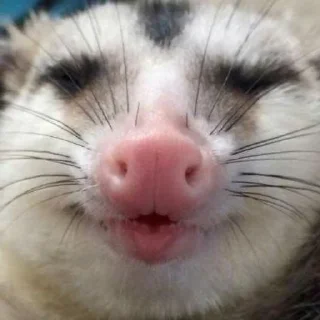 😘 emoji Таки опоссумы Telegram sticker 12 of 42