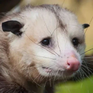 🦝 emoji Таки опоссумы Telegram sticker 15 of 42