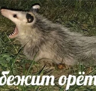 🦝 emoji Таки опоссумы Telegram sticker 7 of 42