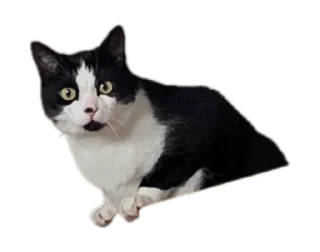 🌟 emoji Kotik Telegram sticker 9 of 9