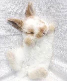 😴 emoji 🐰RABBITS🐰 @rabbit_laki Telegram sticker 12 of 21