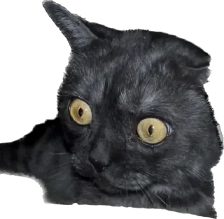 😱 emoji Kotik Gibson Telegram sticker 6 of 37