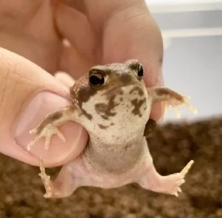 🧘‍♀️ emoji 🪿💅🏿 Telegram sticker 15 of 76