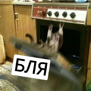 Sticker from Котики с собаками