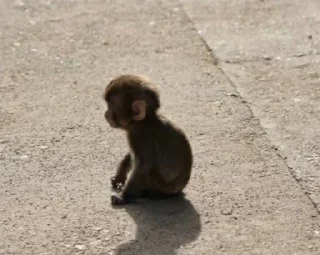 🥲 emoji monkeys Telegram sticker 7 of 26