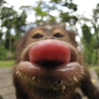 👅 emoji MONKEYS BY @bambinaaaaa Telegram sticker 23 of 119