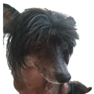 🥺 emoji Лёва Telegram sticker 6 of 24