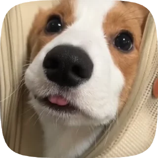 🌟 emoji puppy ; @iterwxc Telegram sticker 16 of 20