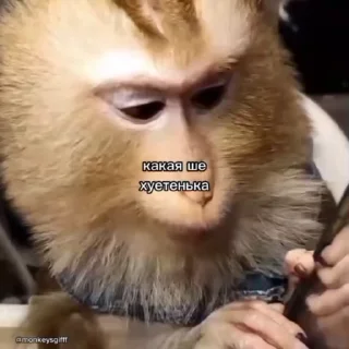 😒 emoji Обезьяни 2 пак Telegram sticker 23 of 48