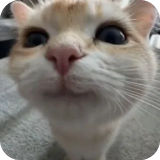 🐱 emoji котэке Telegram sticker 3 of 44