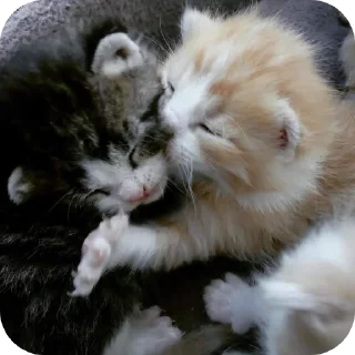 🥰 emoji котэке Telegram sticker 5 of 44
