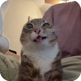 🐱 emoji котэке Telegram sticker 6 of 44