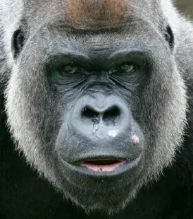 🐒 emoji Шпррр Telegram sticker 11 of 41