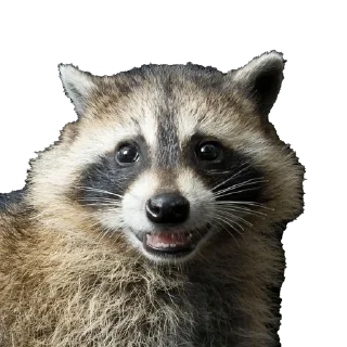 😆 emoji Всё про енотов Telegram sticker 8 of 10