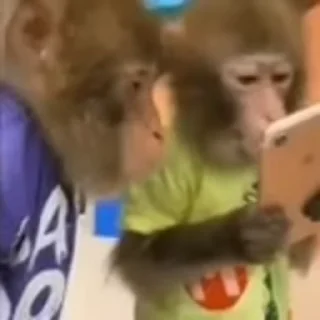 🐵 emoji жантай братан Telegram sticker 7 of 100