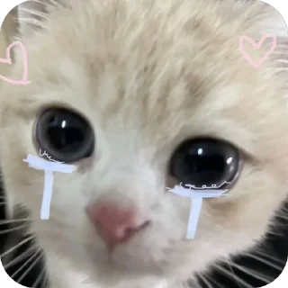😭 emoji mini kotiki :: @shtein_a Telegram sticker 6 of 16