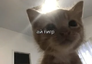 🌟 emoji Котик Telegram sticker 5 of 49