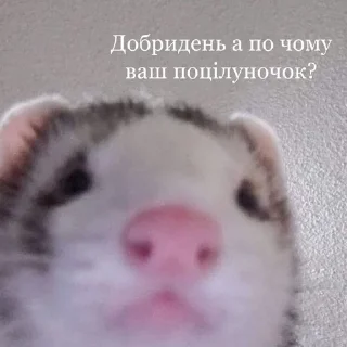 🤔 emoji Кицацица Telegram sticker 8 of 120