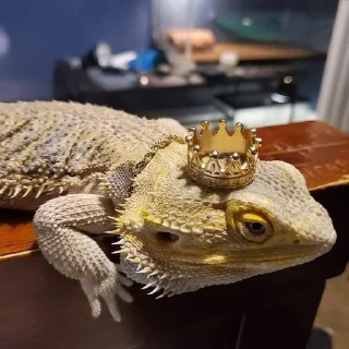 👑 emoji bearded dragon Telegram sticker 19 of 35