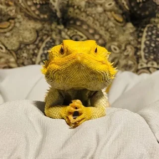 😶 emoji bearded dragon Telegram sticker 9 of 35