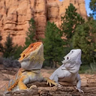 👯 emoji bearded dragon Telegram sticker 13 of 35