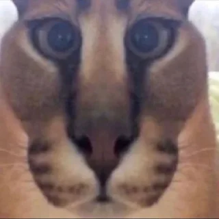 😶 emoji бингус и другие Telegram sticker 21 of 23