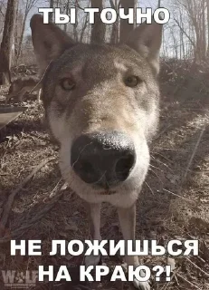 😕 emoji я люблю сосать Telegram sticker 8 of 49