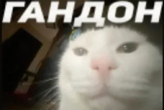 🌟 emoji ебанутость ч1 :: @freedesktoporg Telegram sticker 7 of 120