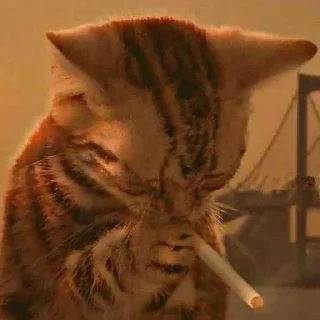 🚬 emoji котята Telegram sticker 18 of 107