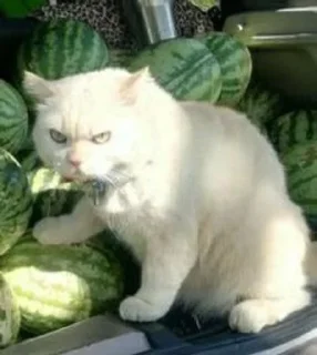😠 emoji котята Telegram sticker 12 of 107