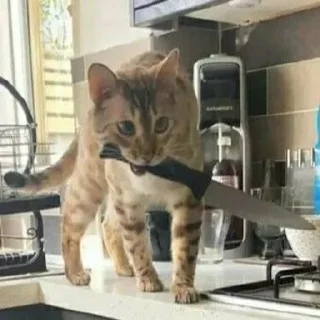 ☠ emoji котята Telegram sticker 23 of 107