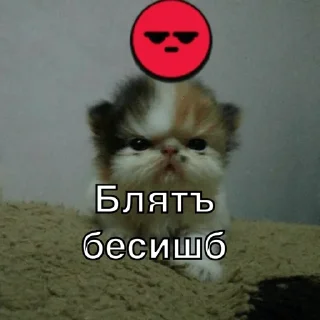 😡 emoji Упоротые котики Telegram sticker 15 of 25