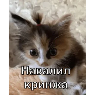 Sticker from Упоротые котики