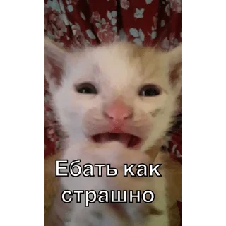 Sticker from Упоротые котики