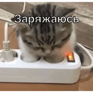 😴 emoji Упоротые котики Telegram sticker 19 of 25