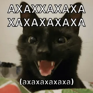 🤣 emoji Упоротые котики Telegram sticker 20 of 25