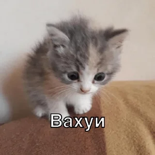 Sticker from Упоротые котики