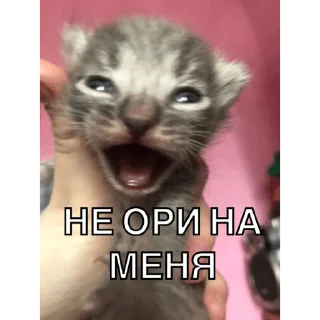Sticker from Упоротые котики