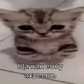 😡 emoji Упоротые котики Telegram sticker 12 of 25