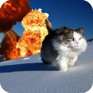 🐱 emoji Далбаеб Telegram sticker 6 of 101