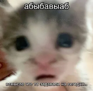 Sticker from Булька барабулька