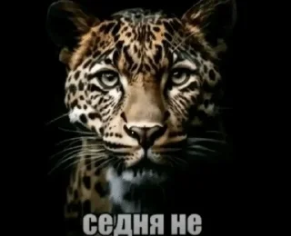 🌟 emoji чікіряу йоу Telegram sticker 10 of 91